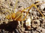 Descubren Brasil araña Señor Anillos'