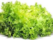 Escarola, fibra, minerales vitaminas invierno