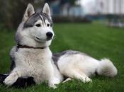 Consejos caninos 'Dic 2015'