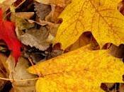 Diversidad Literaria propone Concurso microrrelatos "Otoño invierno"