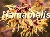 Hamamelis