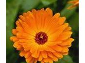 Calendula, planta medicinal