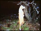 Ahorcan perra árbol Guadarrama.