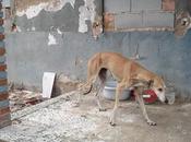 Meses buscandose vida pata rota...