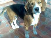 Lolo, beagle diez meses cojo sordo