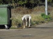 Ayuda galgo herido gasolinera (Badajoz) URGENTE!!!!