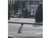 Piden ayuda para capturarle bodeguero asustado