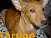 Podenco abandonado (SEVILLA)