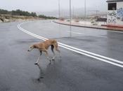 Galguita pata rota compañero calle