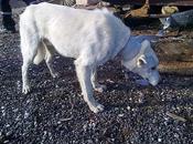 Yago husky caido acequia seca perrera Alicante.