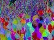 Nuevas técnicas para desvelar cómo funciona cerebro