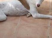 Stefany está volviendo invisble