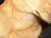 Dora, mini-perrita busca hogar (Murcia)