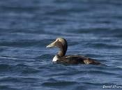 Eider Salinas
