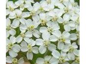 Milenrama, beneficios