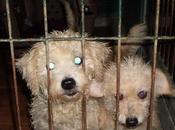 historia triste repite.