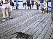 Gatos