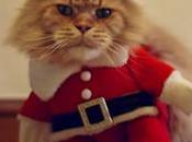 Este anuncio pide perdón gatos “atrocidades” dueños hacen Navidad