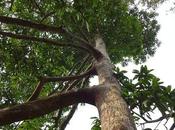 Estudian México compuestos árbol para combatir