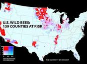 Desaparición abejas EEUU Disappearance bees USA.