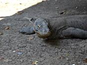 Días perfectos Komodo