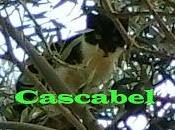 Cascabel