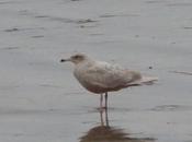 Gaviota hiperbórea Bañugues