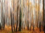 Autumn Otoño