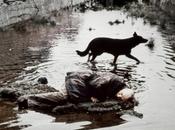 Andrei Tarkovsky Internet Gratis