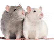 Diferencias entre ratas ratones