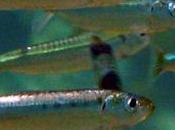 Tratamientos antihipertensivos partir descartes sardinas jureles