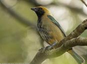 Saira pecho negro (Burnished-buff Tanager) Tangara cayana