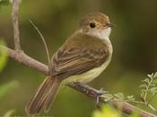 Barullero (Tawny-crowned Pygmy-Tyrant) Euscarthmus meloryphus