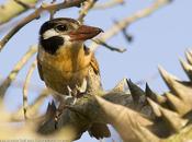 Chacurú cara negra (White-eared Puffbird) Nystalus chacuru