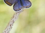 Polyommatus icarus caerulea