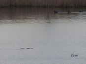 "monstruo" marismas blancas