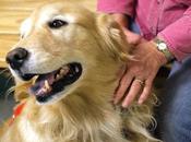 Dirección clara peligros para salud animales domésticos: ¿Cómo contagiar enfermedad transmisión mascotas?