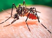virus zika