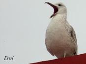 Gaviotas, gaviotas, gaviotas