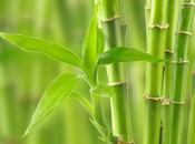 mensaje bambú: ascender niveles altos vida