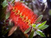 bella flor roja