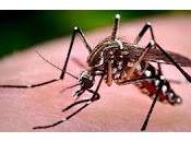 Zika Microcefalia Síndrome Guillain Barre