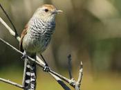 Choca corona rojiza (Thamnophilus ruficapillus)