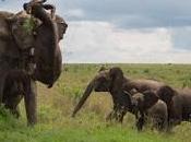 elefante lanza búfalo aires