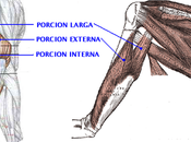 ¡Entrena tríceps!