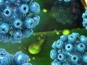 virus hepatitis fármaco contra otros