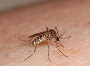 número posibles casos microcefalia Brasil virus zika deja crecer