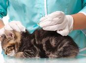 ¿Qué vacunas necesita gato? Todo debes saber