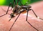 zika falta información sobre insectos transgénicos para combatir epidemias