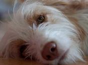 Preguntas respuestas sobre Eutanasia perros